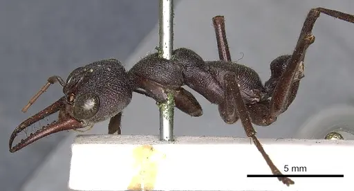 Myrmecia pyriformis - CASENT0902797