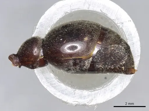 Myrmecia pyriformis - CASENT0902797