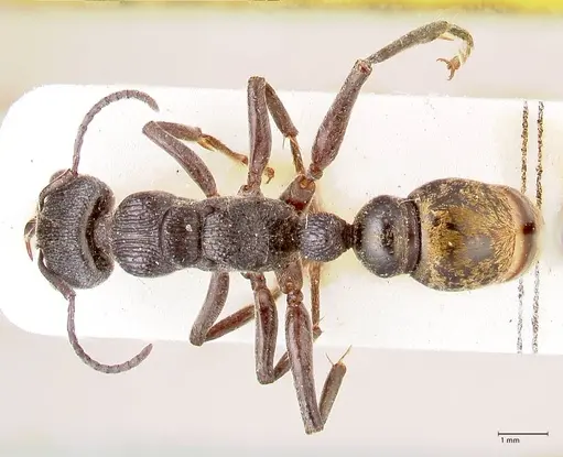 Myrmecia queenslandica specimen