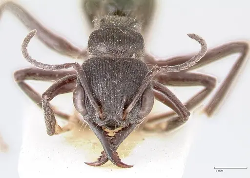 Myrmecia queenslandica specimen