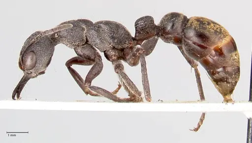 Myrmecia queenslandica specimen