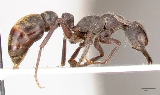 Myrmecia queenslandica - FOCOL0824