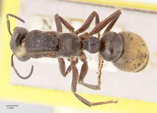 Myrmecia queenslandica - FOCOL0825