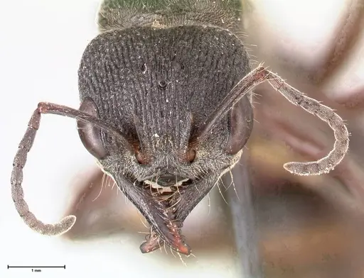 Myrmecia queenslandica - FOCOL0825