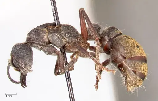 Myrmecia queenslandica - FOCOL0825