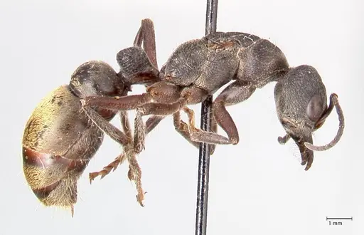 Myrmecia queenslandica - FOCOL0825