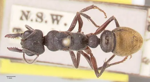 Myrmecia queenslandica - FOCOL0826
