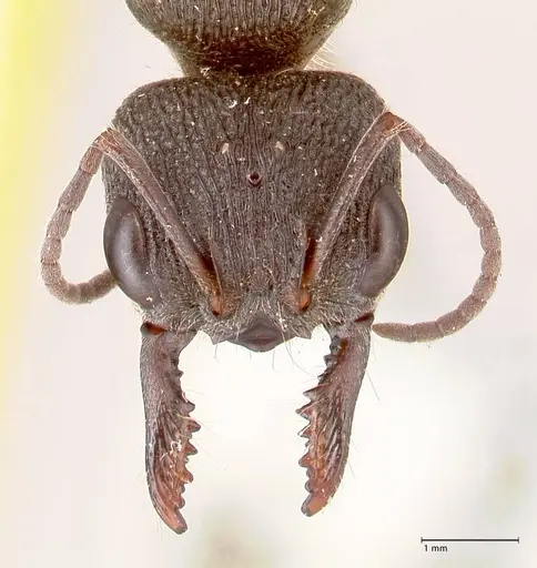 Myrmecia queenslandica - FOCOL0826