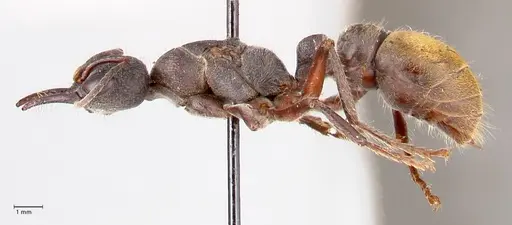 Myrmecia queenslandica - FOCOL0826