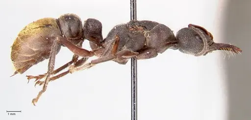 Myrmecia queenslandica - FOCOL0826
