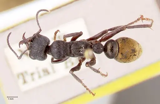 Myrmecia queenslandica - FOCOL0827