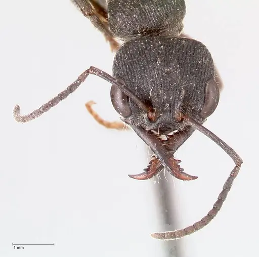 Myrmecia queenslandica - FOCOL0827
