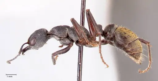 Myrmecia queenslandica - FOCOL0827