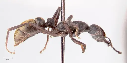 Myrmecia queenslandica - FOCOL0827