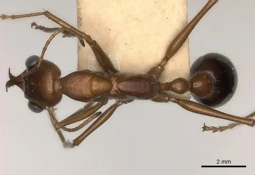 Myrmecia regularis specimen