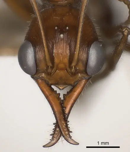 Myrmecia regularis specimen