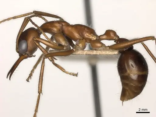 Myrmecia regularis specimen