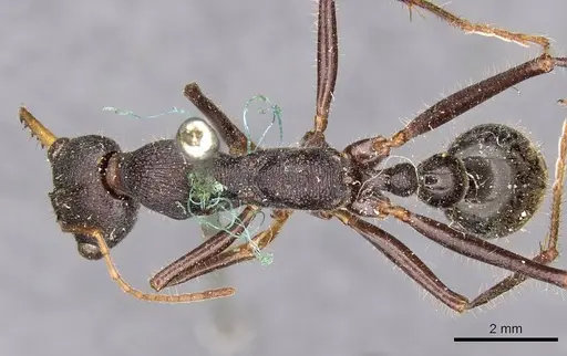Myrmecia rowlandi specimen