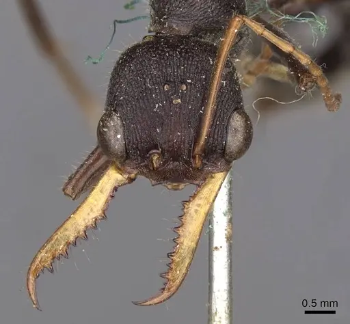 Myrmecia rowlandi specimen