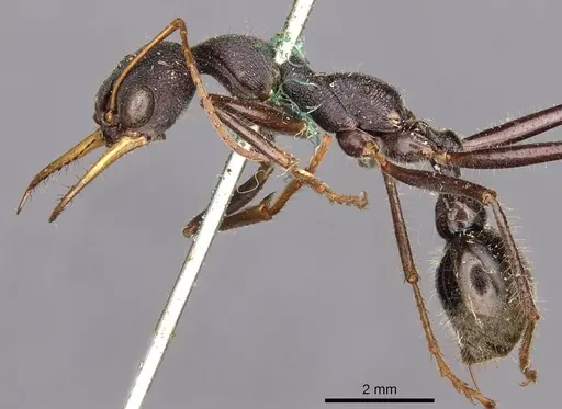 Myrmecia rowlandi specimen