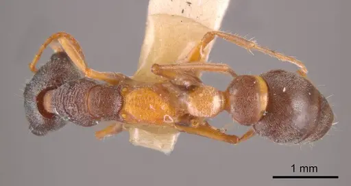 Myrmecia rubicunda specimen