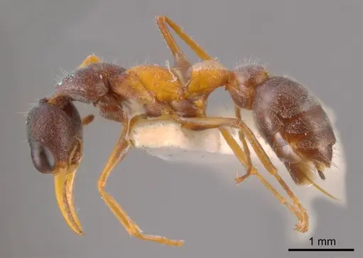 Myrmecia rubicunda specimen