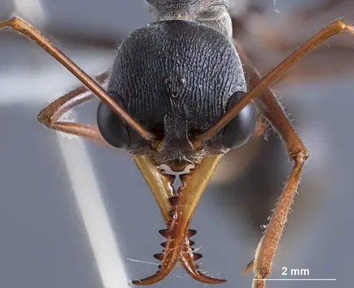 Myrmecia rubripes specimen