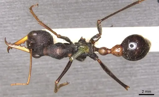 Myrmecia rufinodis specimen