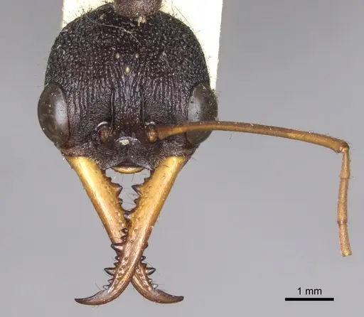 Myrmecia rufinodis specimen