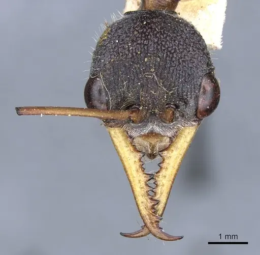 Myrmecia rufinodis - CASENT0903787