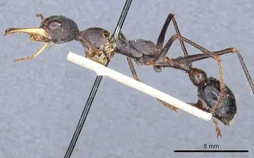 Myrmecia rufinodis - CASENT0903787