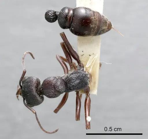 Myrmecia rugosa specimen