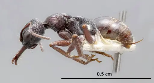 Myrmecia rugosa specimen