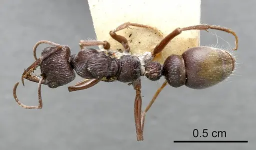 Myrmecia rugosa - ANTWEB1008292