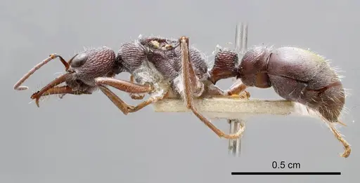Myrmecia rugosa - ANTWEB1008292