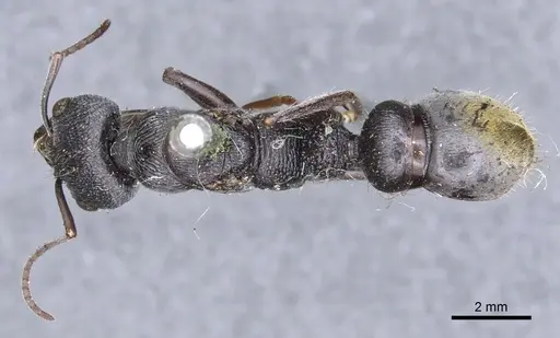 Myrmecia rugosa - CASENT0902801