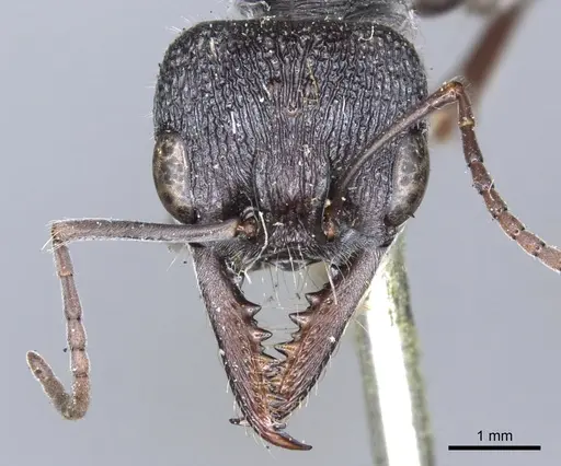Myrmecia rugosa - CASENT0902801