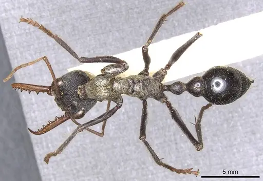 Myrmecia simillima specimen
