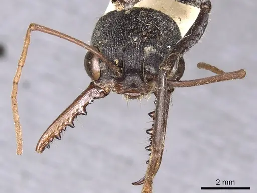 Myrmecia simillima specimen