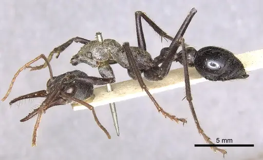 Myrmecia simillima specimen