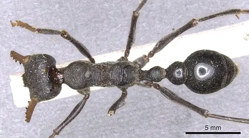 Myrmecia simillima - CASENT0902787