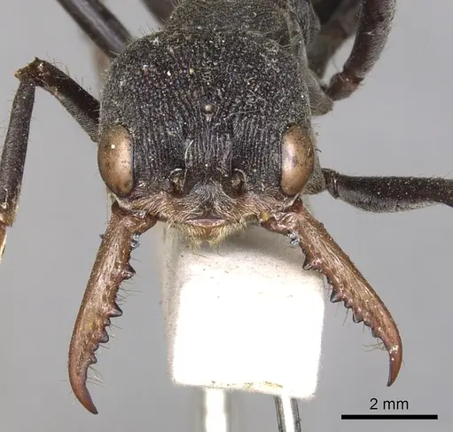 Myrmecia simillima - CASENT0902787