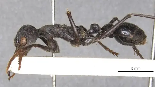 Myrmecia simillima - CASENT0902787