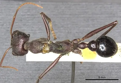 Myrmecia simillima - CASENT0902788