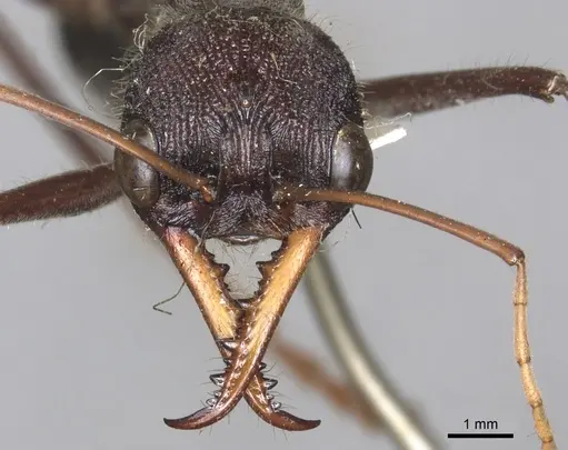 Myrmecia simillima - CASENT0902788