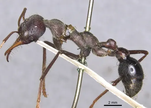 Myrmecia simillima - CASENT0902788