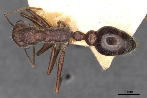 Myrmecia simillima - CASENT0907089