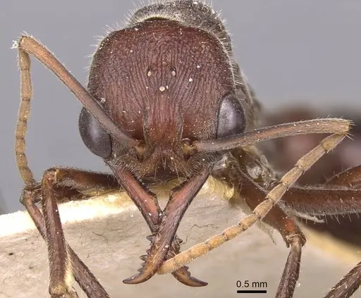 Myrmecia simillima - CASENT0907089