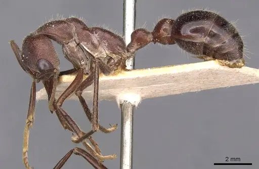 Myrmecia simillima - CASENT0907089