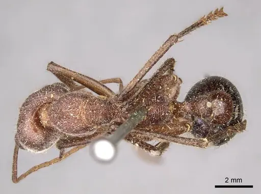 Myrmecia simillima - CASENT0915834
